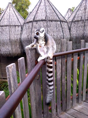 f:id:ponkamo:20190709205602j:plain