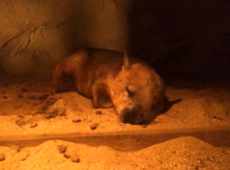 f:id:ponkamo:20190709205638j:plain