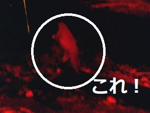 f:id:ponkamo:20190709210307j:plain