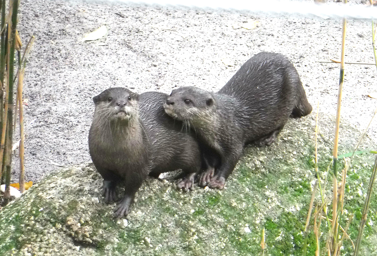 f:id:ponkamo:20190709210720j:plain