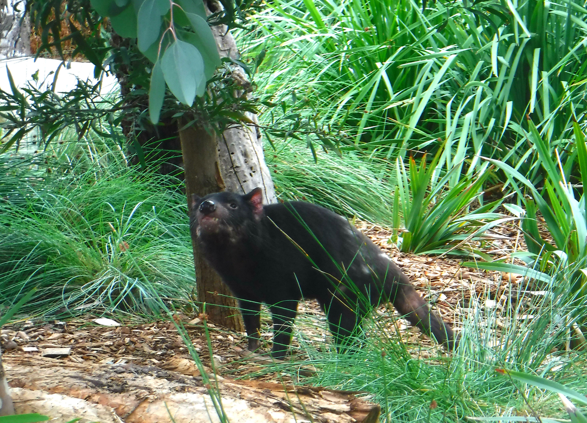 f:id:ponkamo:20190709210809j:plain