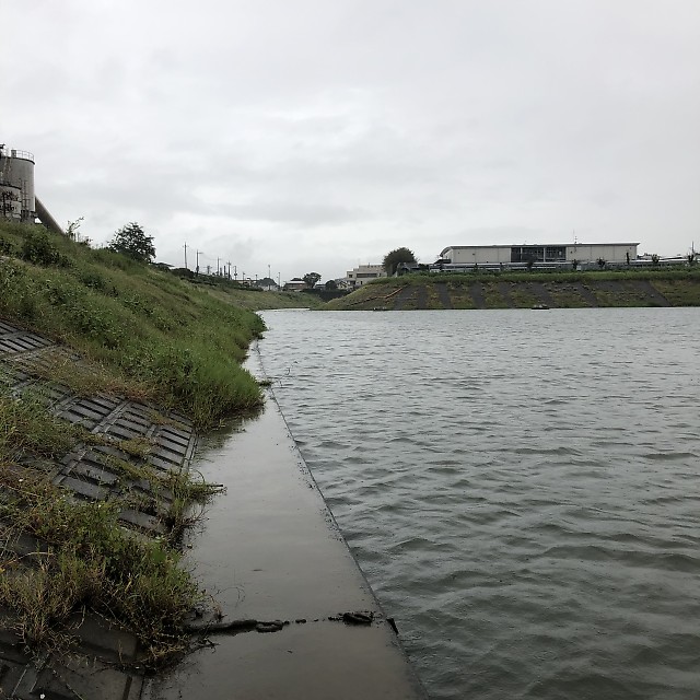 雨の権現堂川