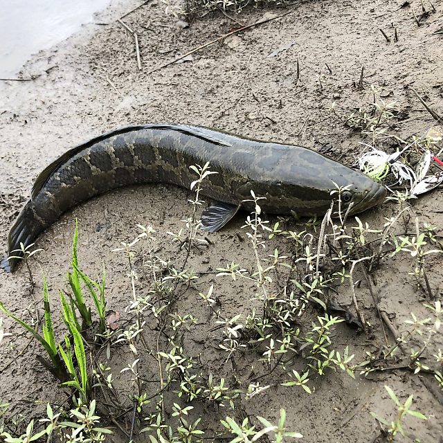 渡良瀬川　ライギョ