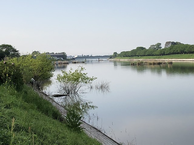 水没樹木&沈船（権現堂川）