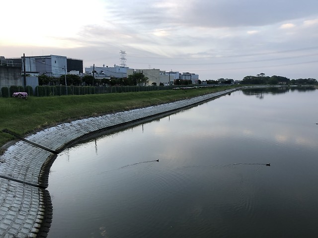減水が始まった権現堂川