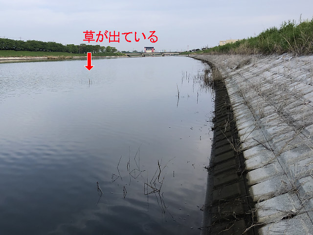 水没した草の先端が出ている