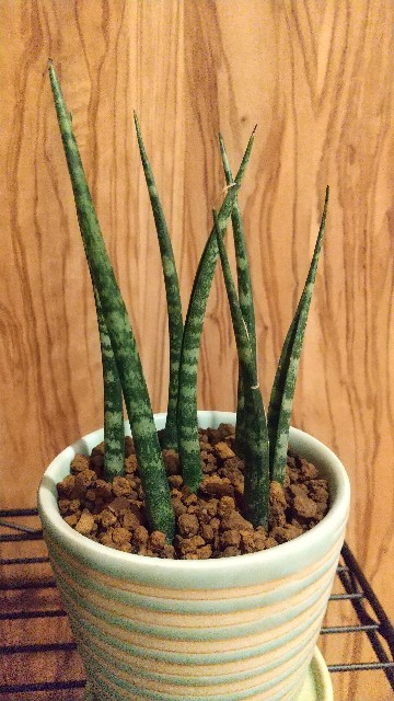 レアな観葉植物 を安く手に入れました ポンコツエリンギlife
