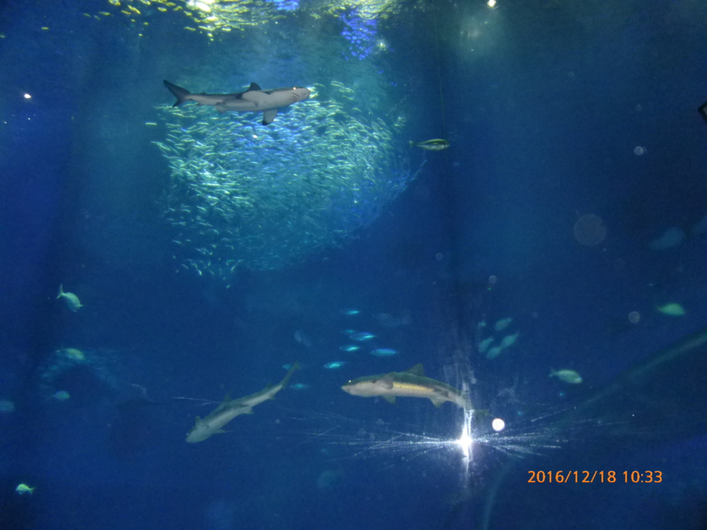 f:id:ponkotsu1215:20161219074913j:plain