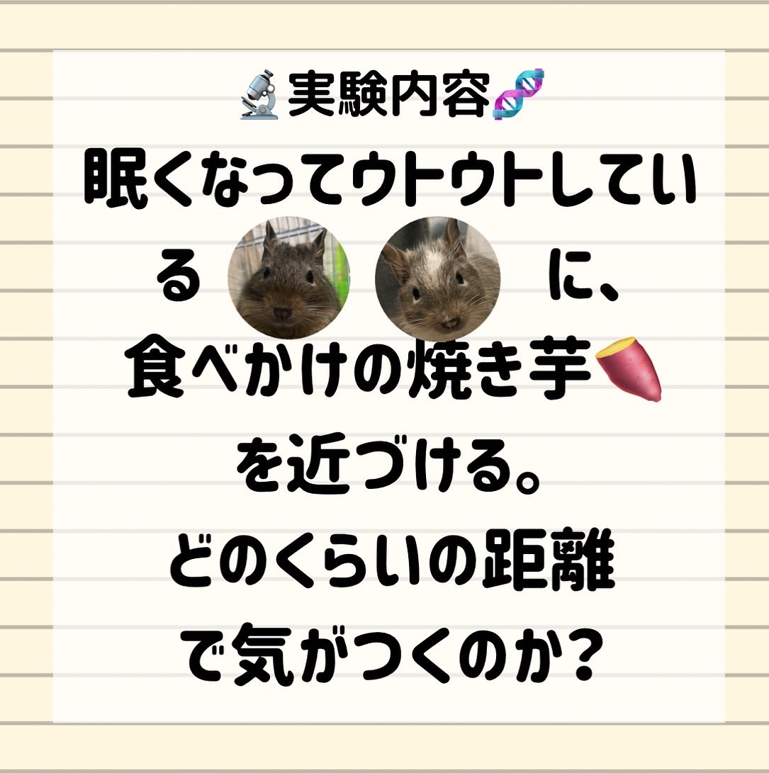 f:id:ponkotsu_jp:20220310211601j:plain