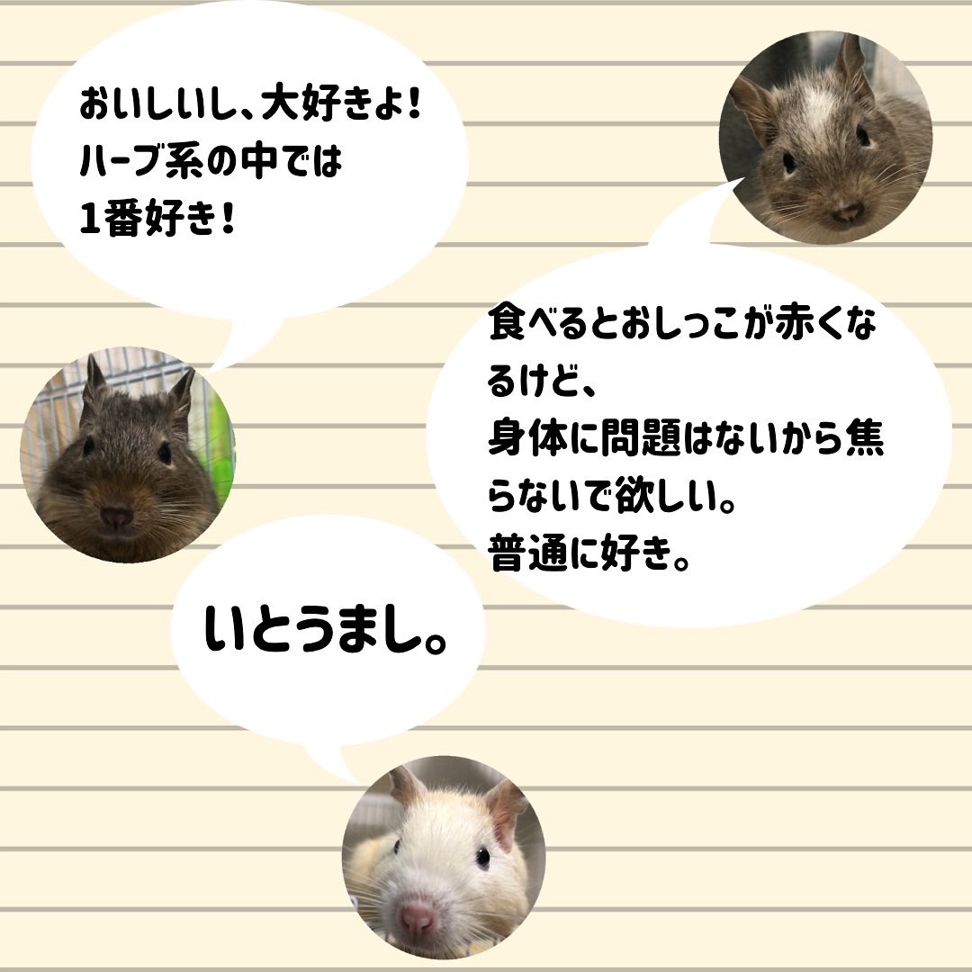 f:id:ponkotsu_jp:20220314163045j:plain