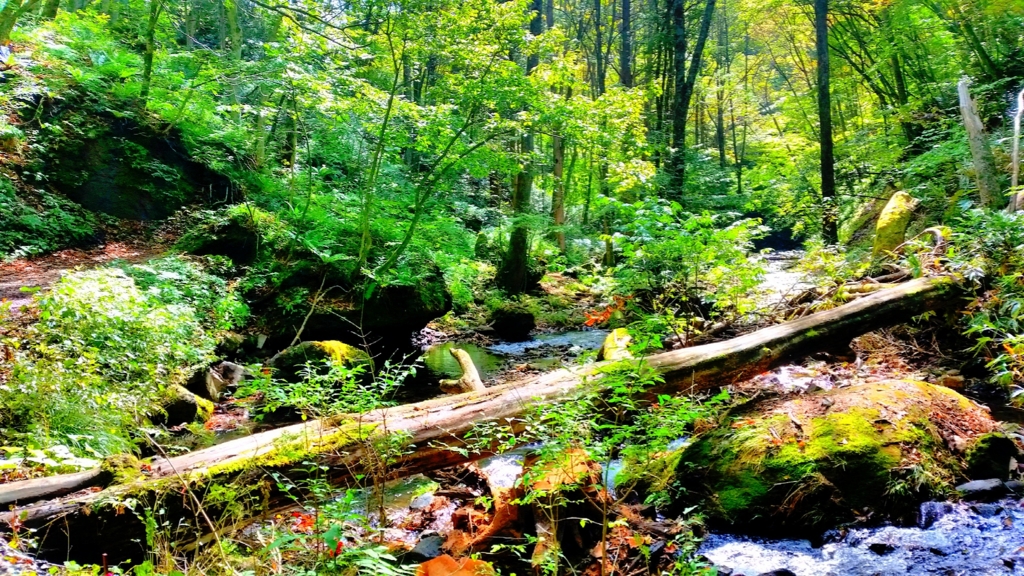 f:id:ponkotuboy:20161031160521j:plain