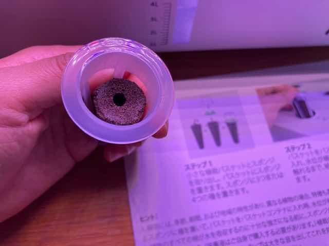 スポンジの上部の穴にタネをいれた