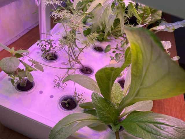 IDOO水耕栽培キットで育てている様子