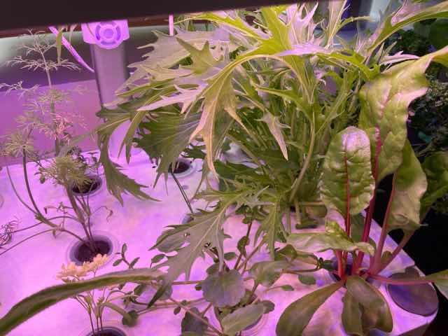 IDOO水耕栽培キットで育った水菜など