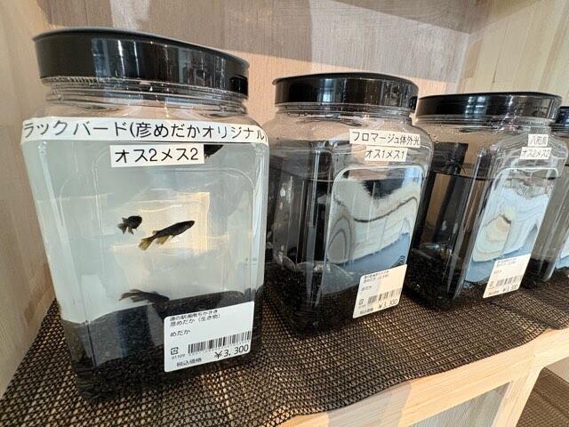 道の駅湘南ちがさきめだか