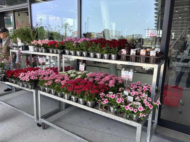 道の駅湘南ちがさき　鉢植え