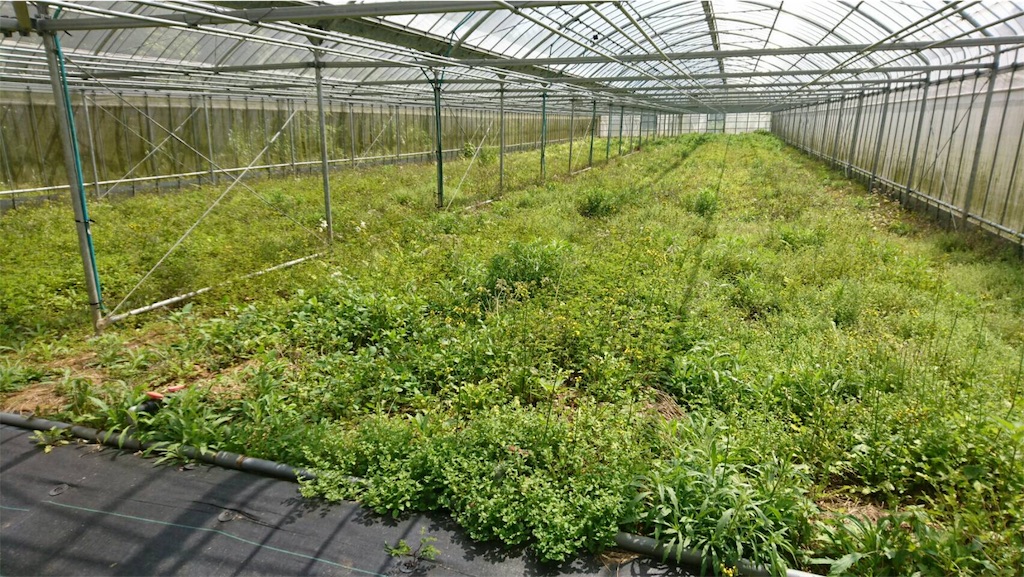 f:id:ponoponofarm:20200420013648j:image