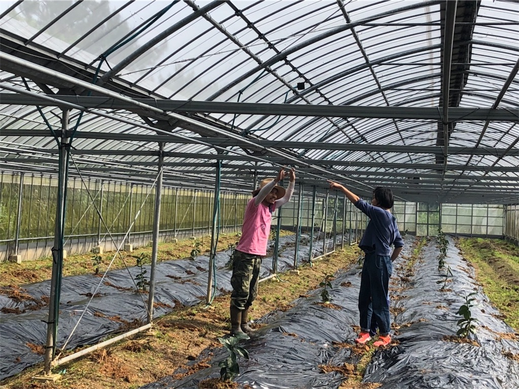 f:id:ponoponofarm:20200420013657j:image