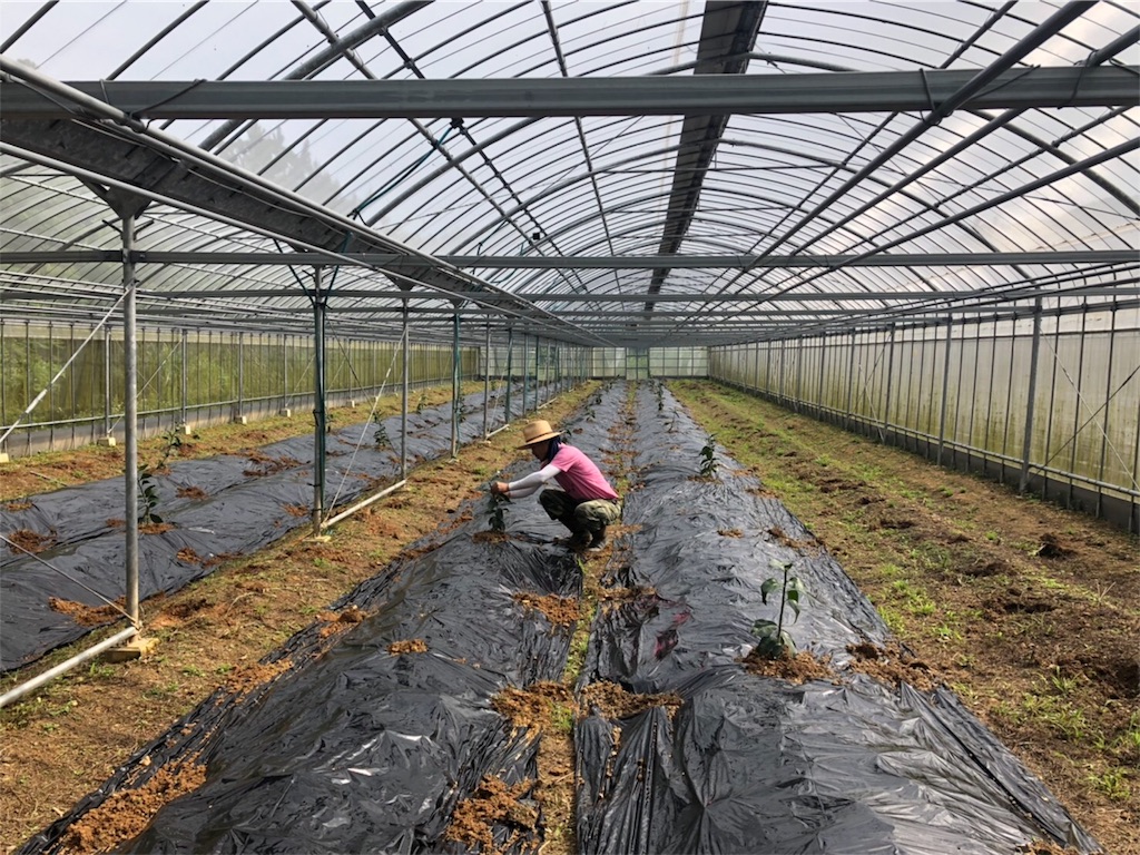 f:id:ponoponofarm:20200420014645j:image