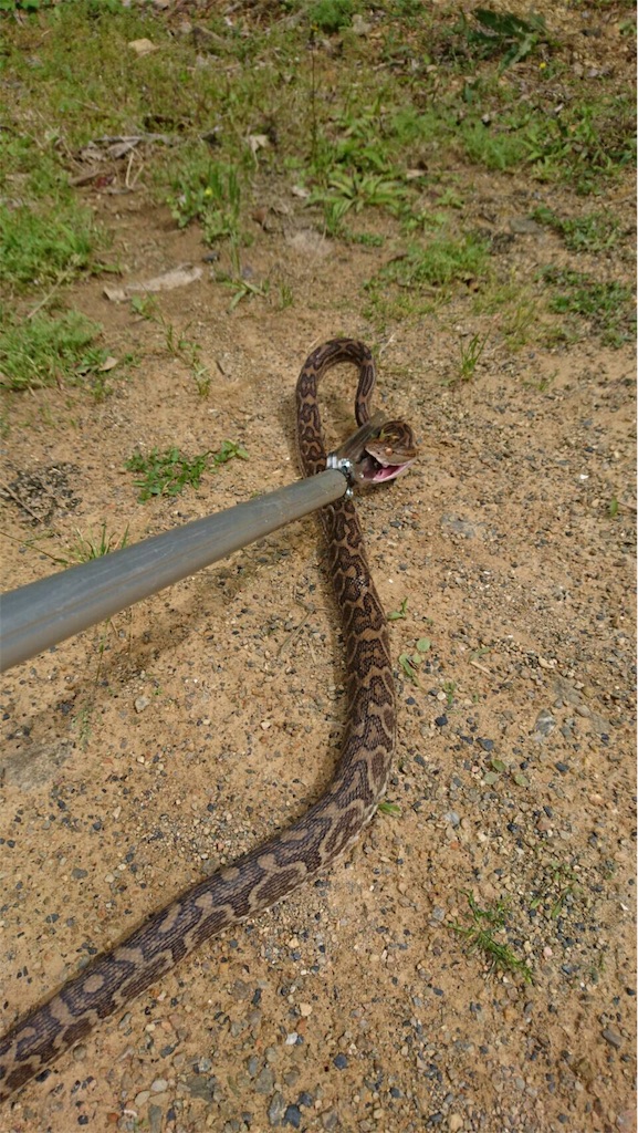 f:id:ponoponofarm:20200422002506j:image