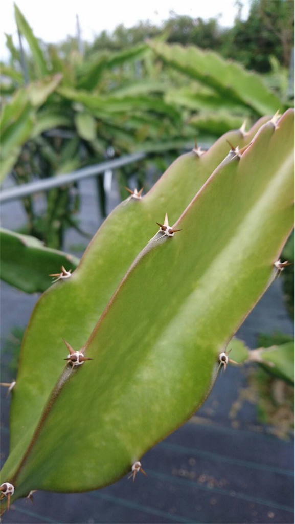 f:id:ponoponofarm:20200427100443j:image