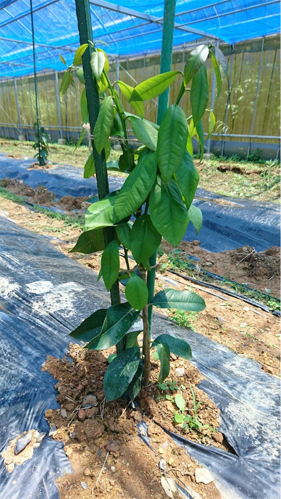 f:id:ponoponofarm:20200512093217j:image