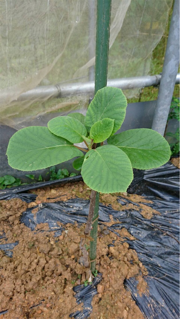 f:id:ponoponofarm:20200512093222j:image