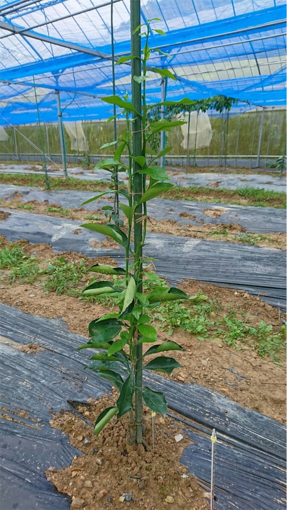 f:id:ponoponofarm:20200512093227j:image