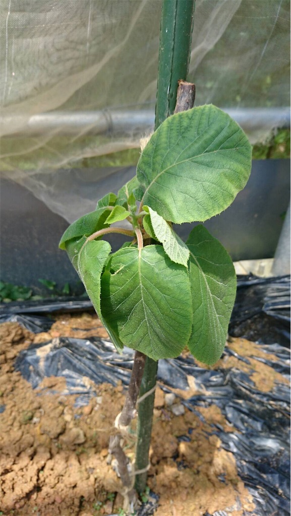 f:id:ponoponofarm:20200512093230j:image