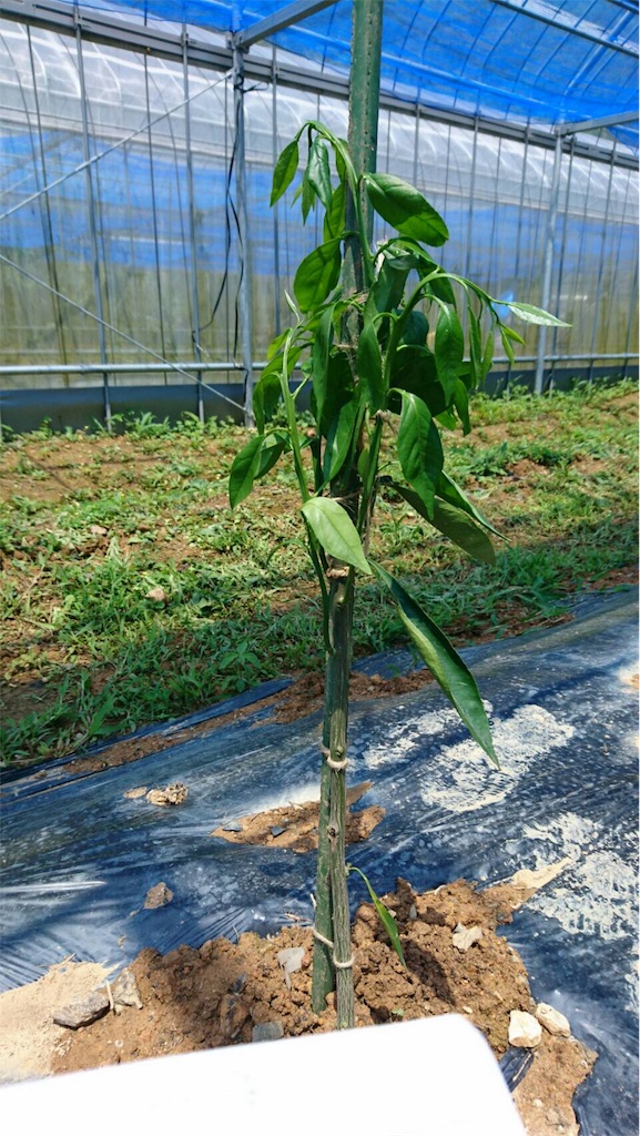 f:id:ponoponofarm:20200512093239j:image