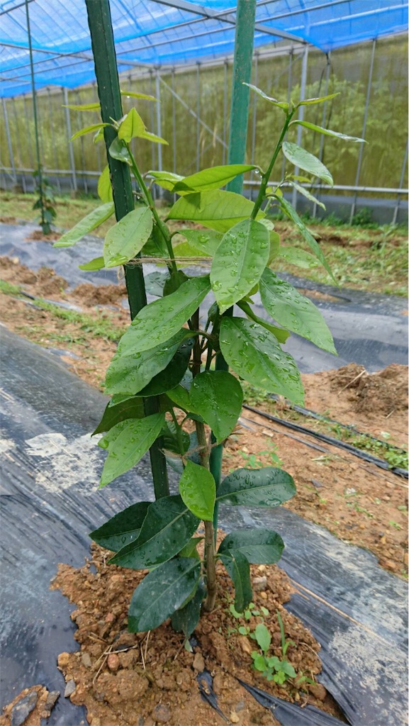 f:id:ponoponofarm:20200512093244j:image