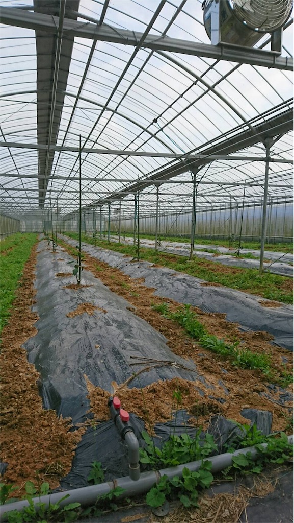 f:id:ponoponofarm:20200512105704j:plain