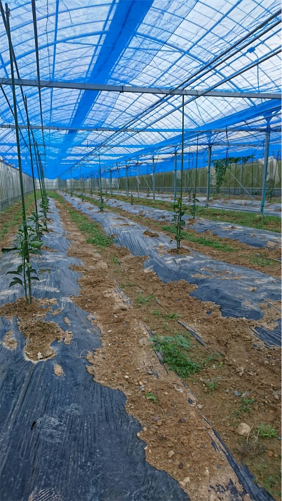 f:id:ponoponofarm:20200512105708j:plain