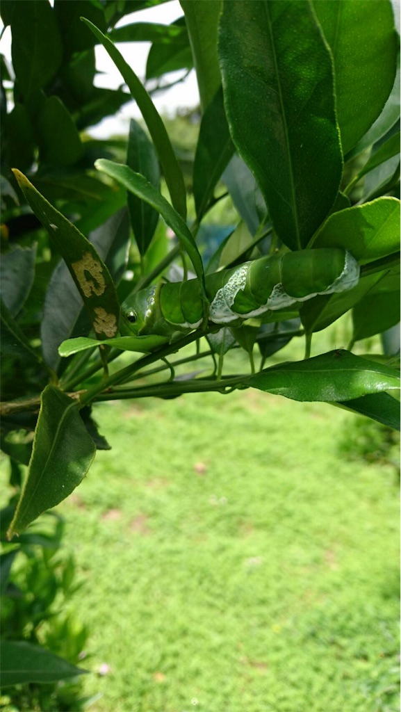 f:id:ponoponofarm:20200512105718j:image