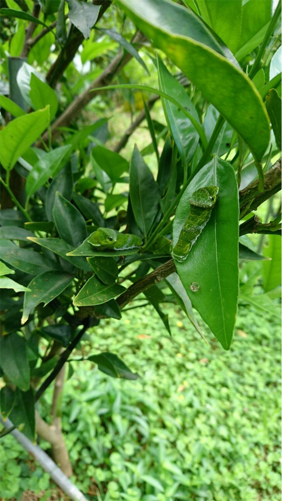 f:id:ponoponofarm:20200512105722j:image