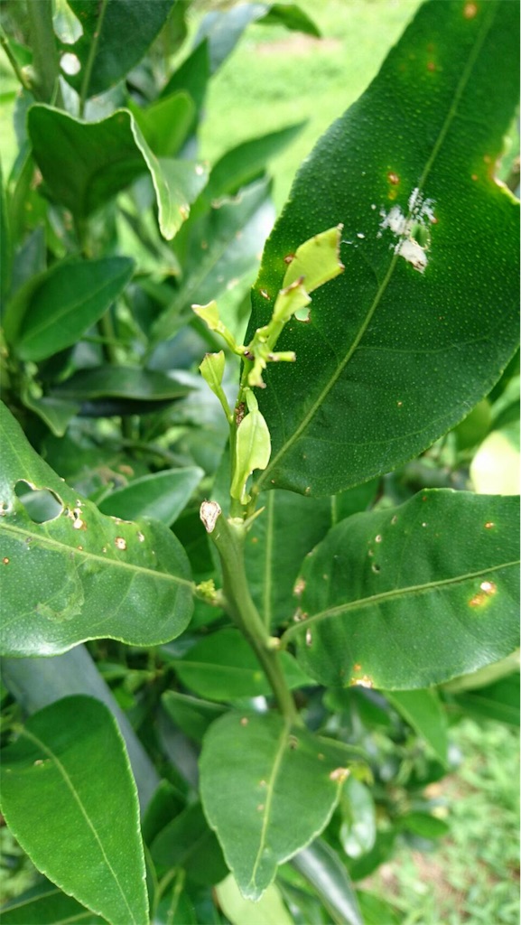 f:id:ponoponofarm:20200512105728j:image