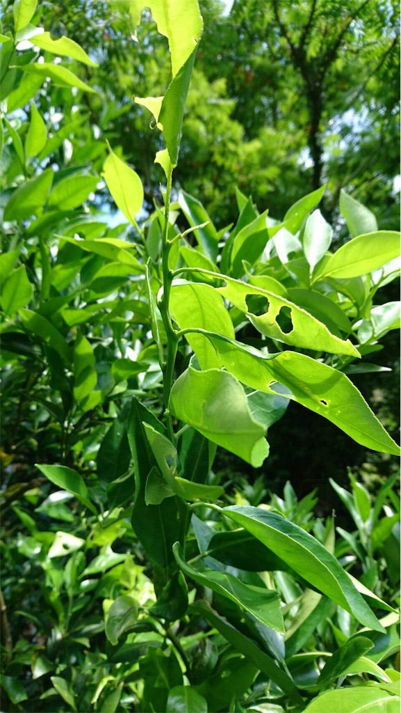 f:id:ponoponofarm:20200512105732j:plain