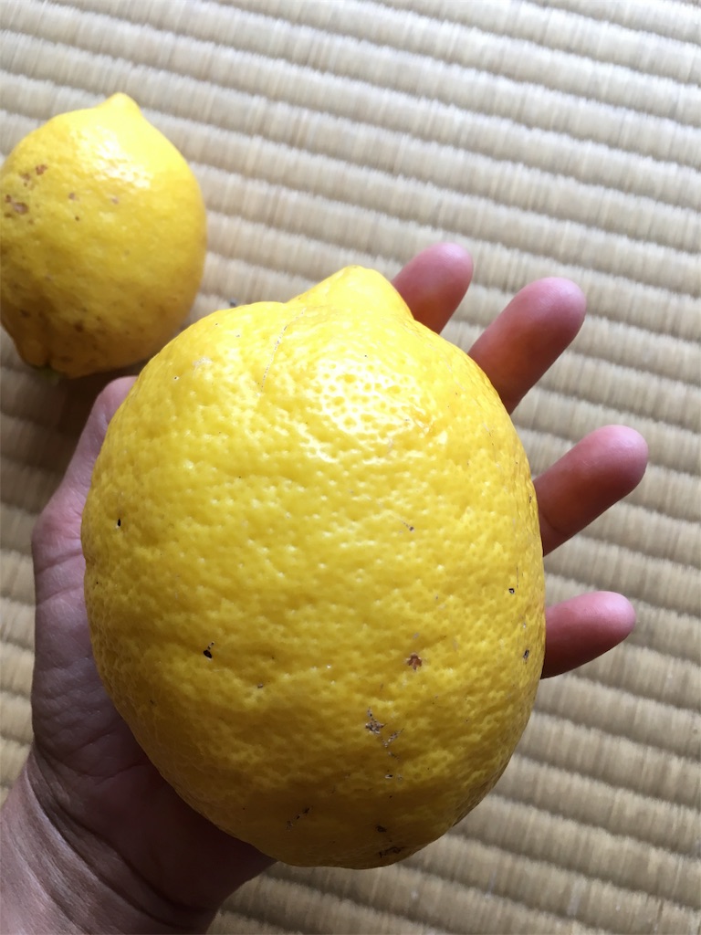 f:id:ponoponofarm:20200531152155j:plain