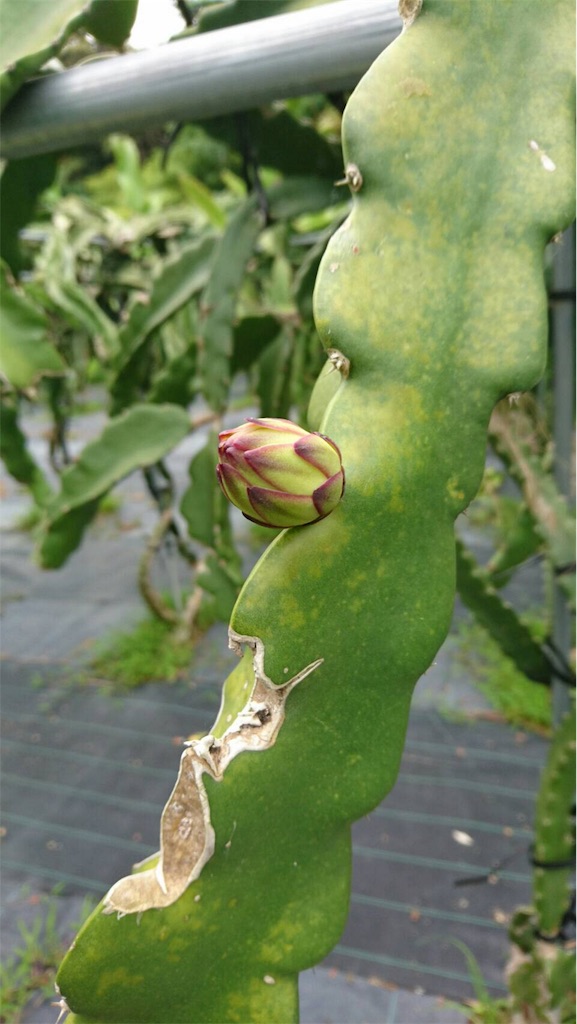 f:id:ponoponofarm:20200602160121j:image