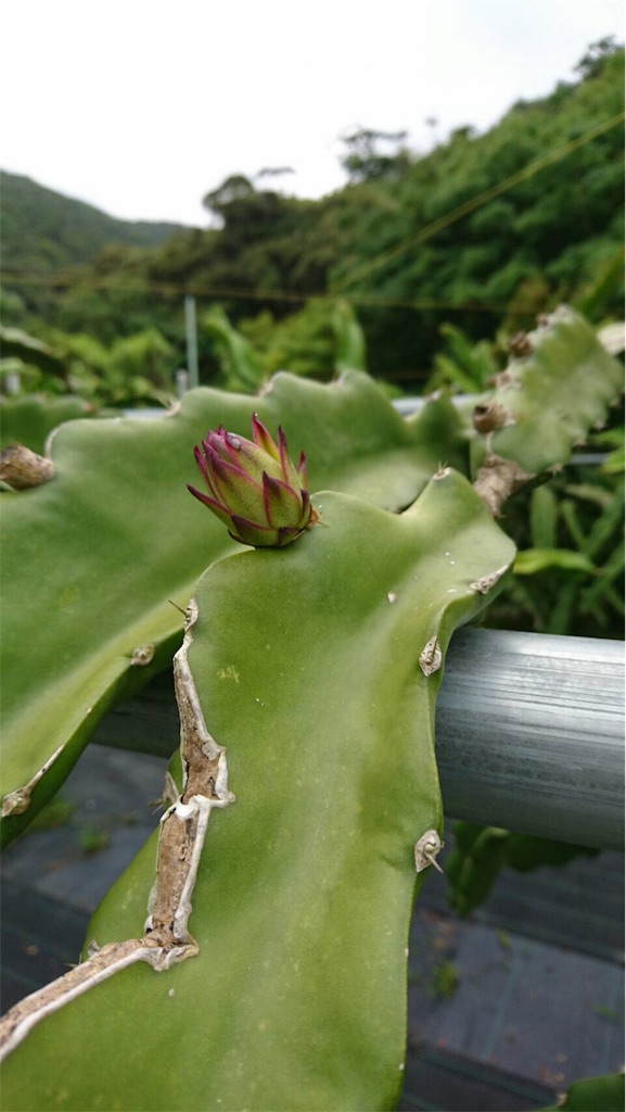 f:id:ponoponofarm:20200602160125j:image