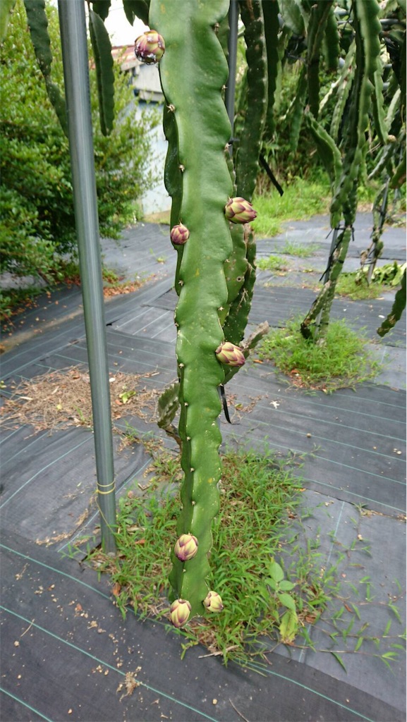 f:id:ponoponofarm:20200602160128j:image
