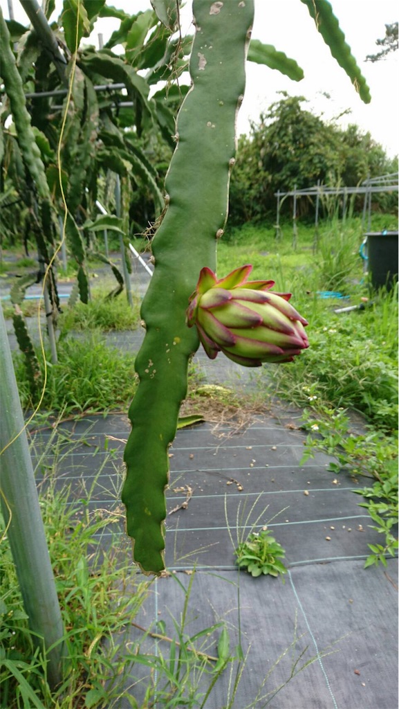 f:id:ponoponofarm:20200602160132j:image