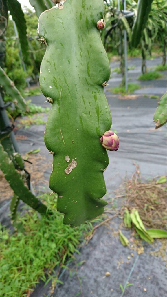 f:id:ponoponofarm:20200602161702j:image