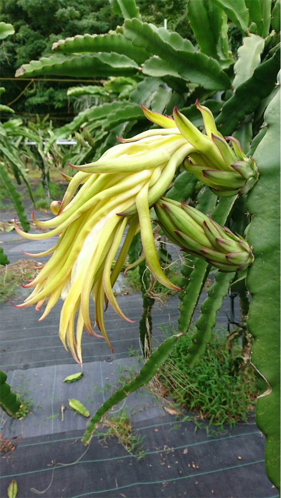 f:id:ponoponofarm:20200608161136j:image
