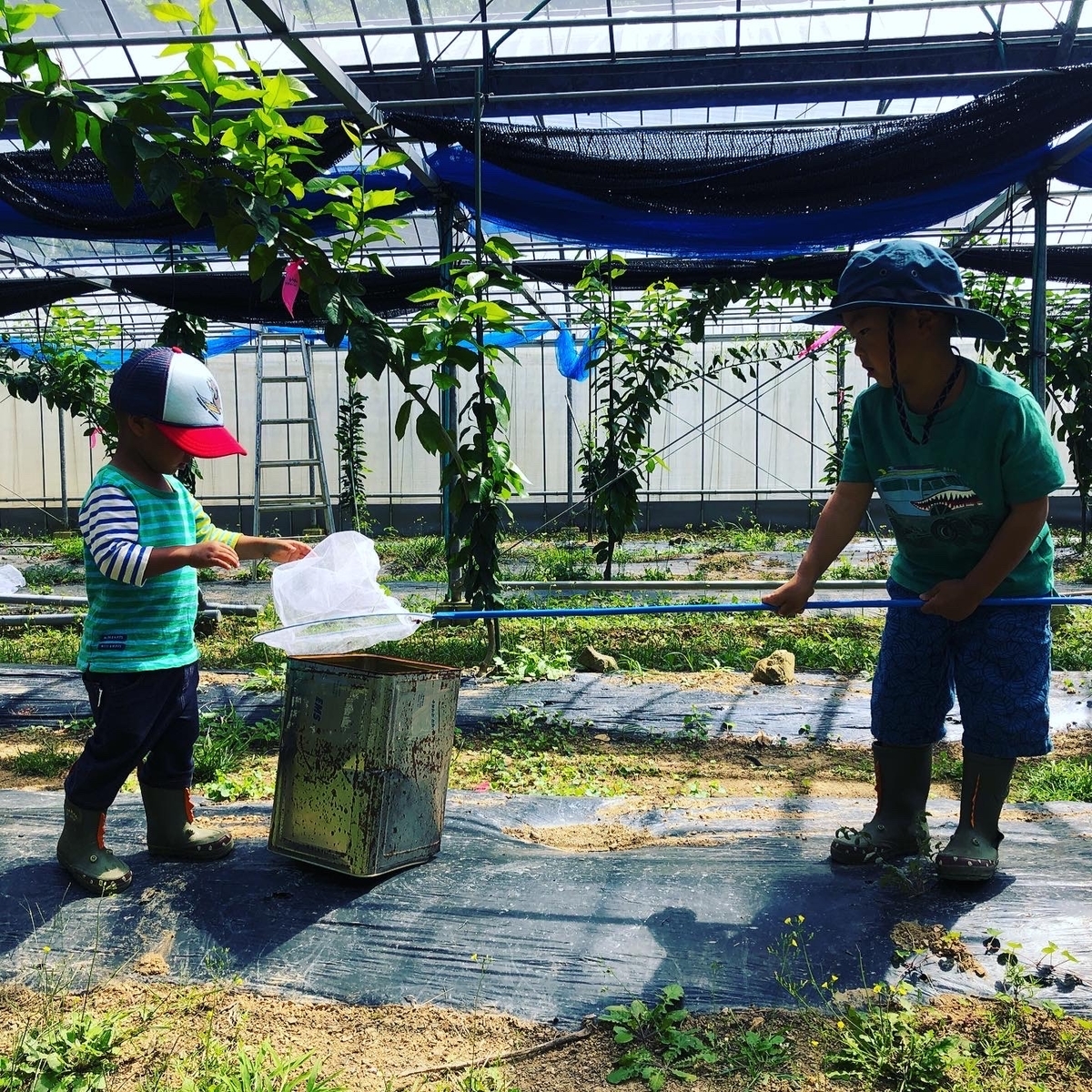 f:id:ponoponofarm:20210417161224j:plain