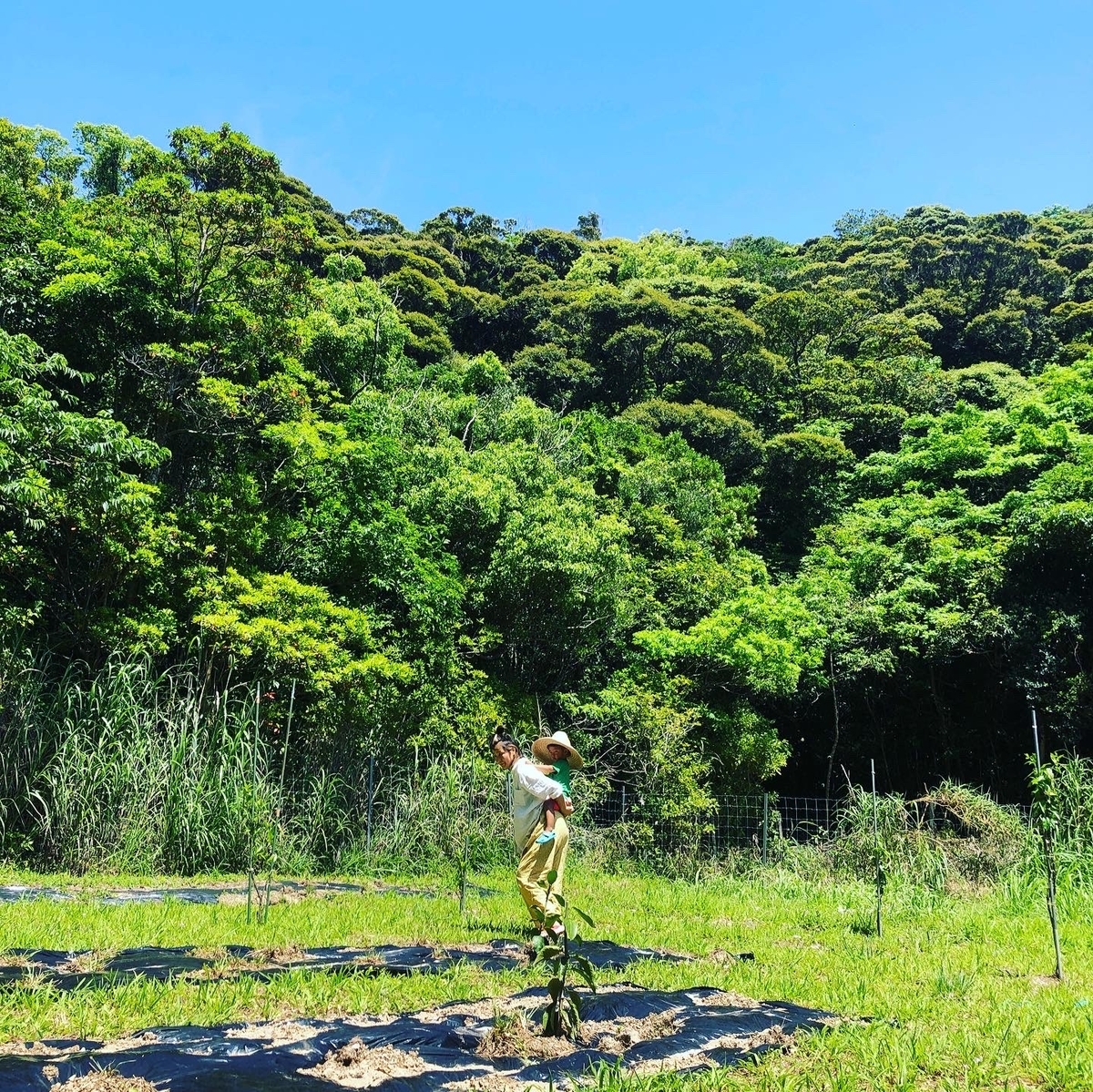 f:id:ponoponofarm:20210417161236j:plain