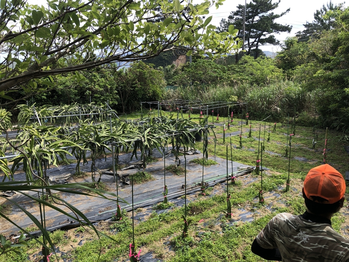 f:id:ponoponofarm:20210417161654j:plain