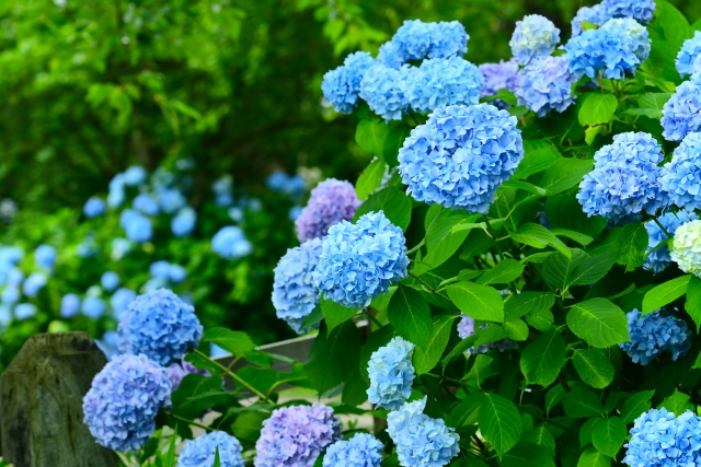 f:id:ponoponolife:20200617212348j:plain f:id:ponoponolife:20200617212348j:plain