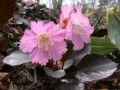 イワウチワ　②