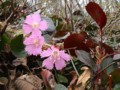 イワウチワ　①